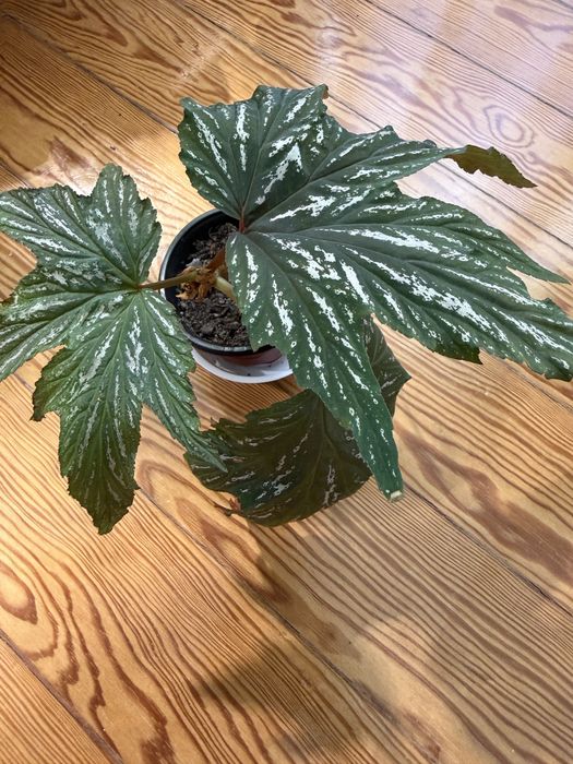Begonia Diadema e carolina lucerna