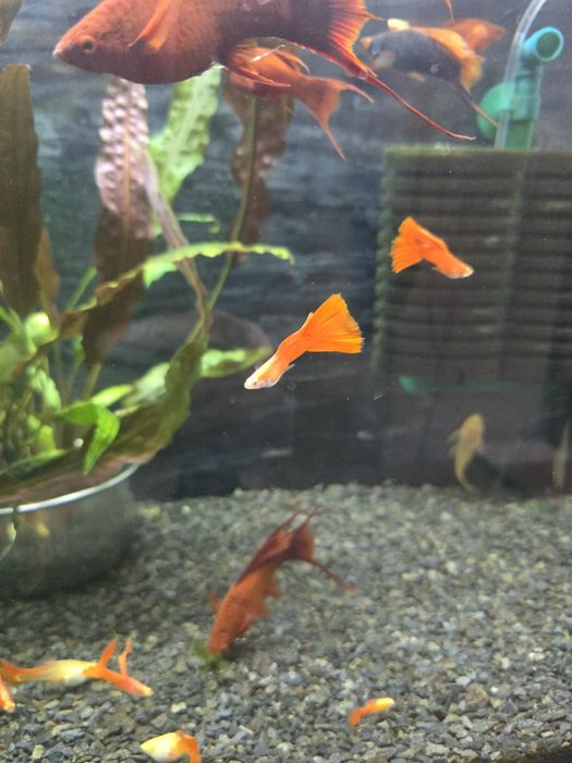 Gupiki red albino dorosłe i mlodziez