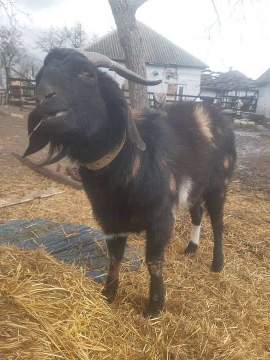 Продам козла Дніпро