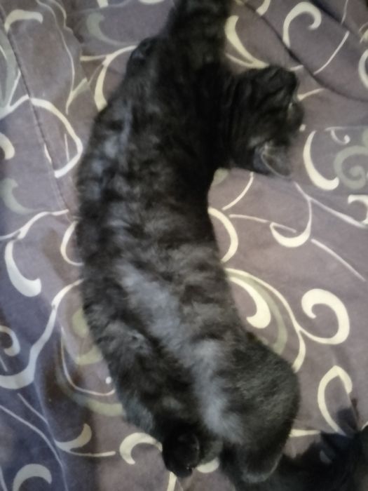 Чистокровні шотландські кошенята