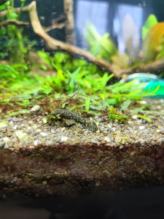 Zbrojniki niebieskie czarne i albinosy