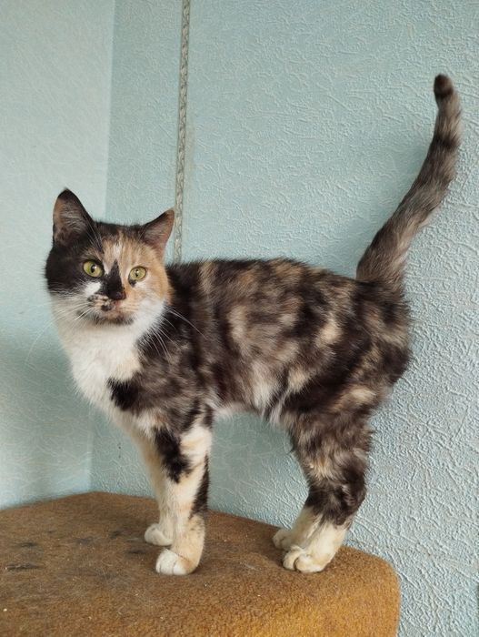 Надзвичайній красуні потрібна родина