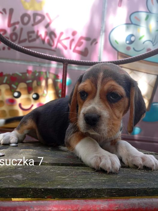 Piękna suczka Beagle