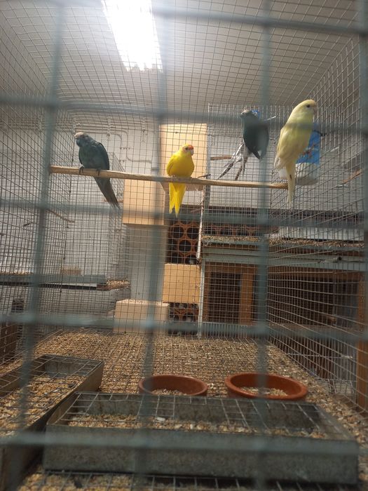 Kakarikis para desocupar