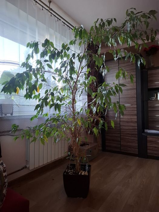 Fikus beniaminek około 2m