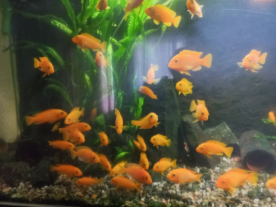 Цихлиды, псевдотрофеус зебра желтая