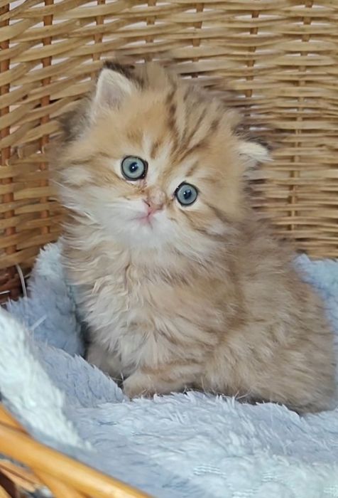 Шикарные прямоухие вислоухие котята золотая шиншилла мальчик девочка