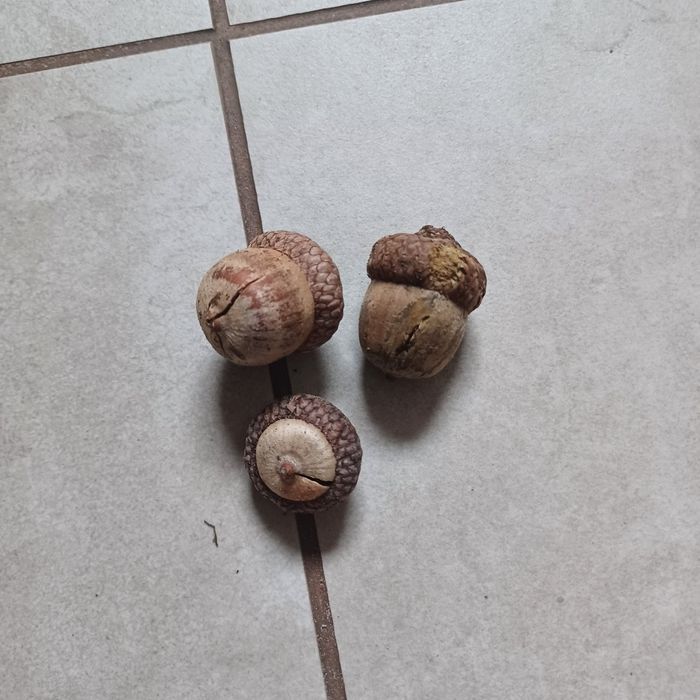 Piękne duże żołedzie