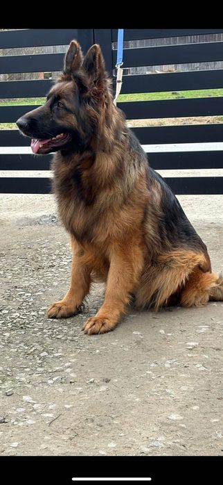 Owczarek niemiecki szczeniak