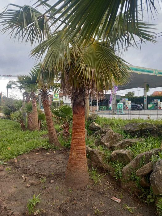 Coqueiros e Palmeiras Exóticas