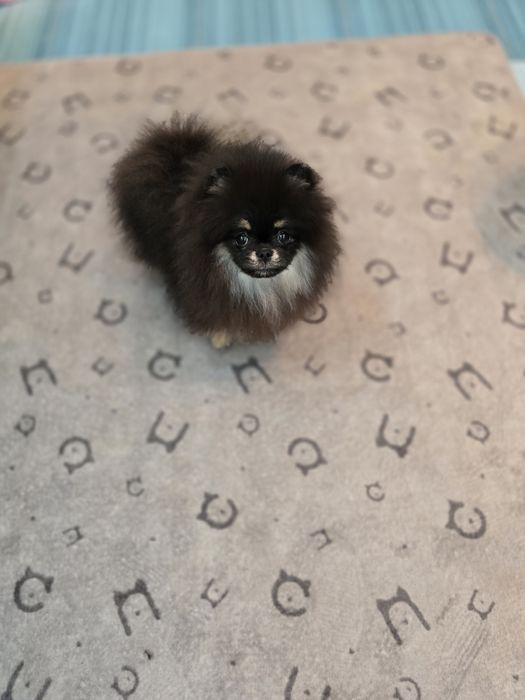 Przepiękną sunia pomeranian FCI  typie misia