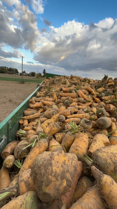 Marchew Pastewna Żółta DOWÓZ