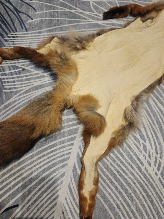 Futro skóra z lisa garbowana