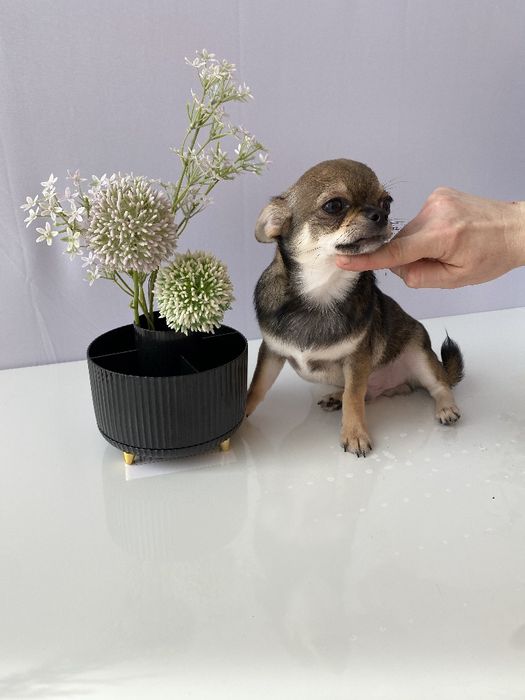 Чіхуа хлопчик гарнесенький