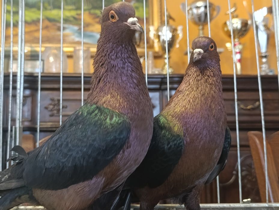 Gil, Gile miedziane, wysyłam, gołębie ozdobne