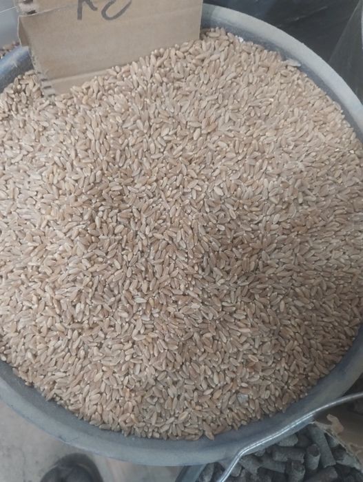 Продам пшеницу кукуруза ячмень