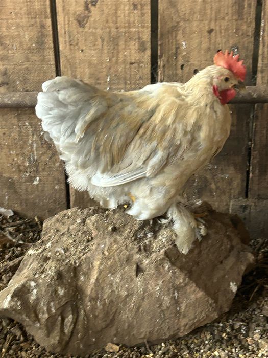 Galos Pekin………..