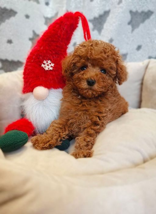 Красавчік' той пуделЬ.ред Браун