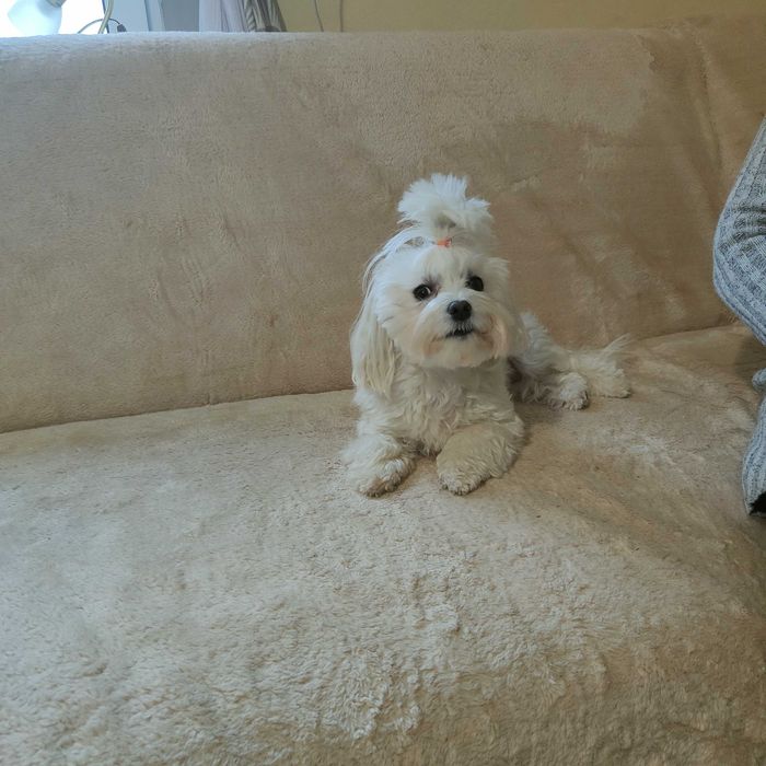 MALTAŃCZYK maltańczyk szczeniak piesek ZKwP (FCI)