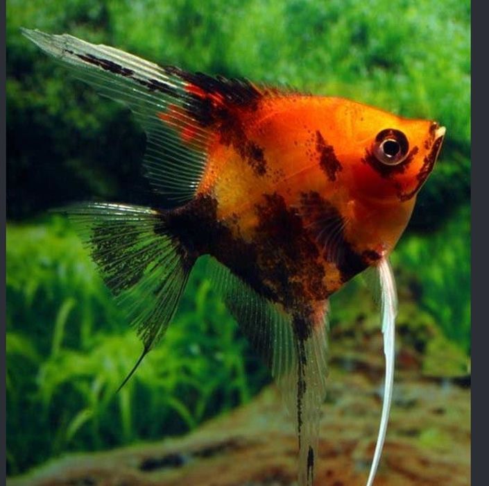 Escalar red devil