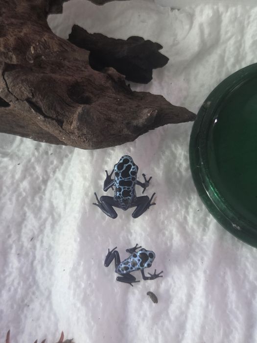 Dendrobates tinctorius azureus żabki