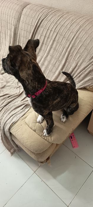 Cadela rafeira  5 meses