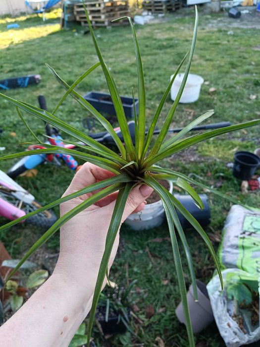 tillandsia strictwa oplątwa