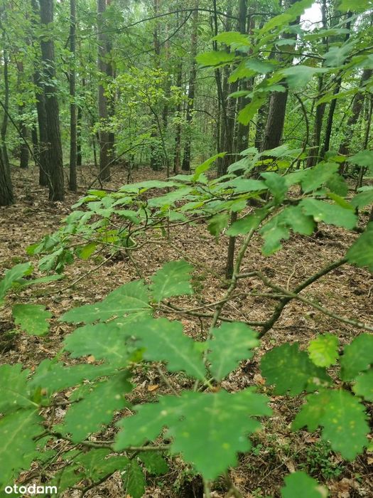 Działka budowlana w środku lasu - Widok 5