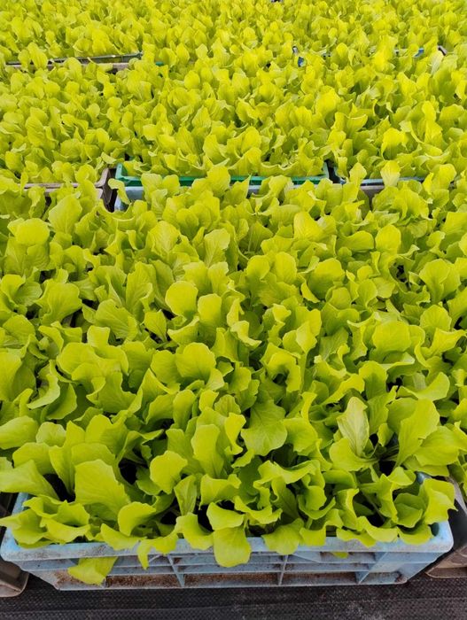 Rozsada, sadzonka sałaty masłowej Sprinter