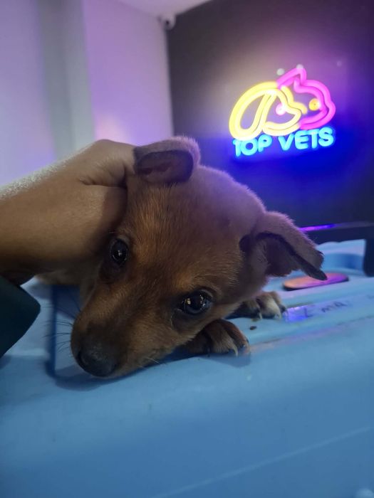 Sluszna sprawa adoptuj ksiezniczke