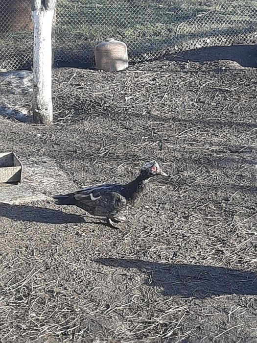 ПРОДАМ мускусного молодого  робочого качура ; +380963564535 Володимир