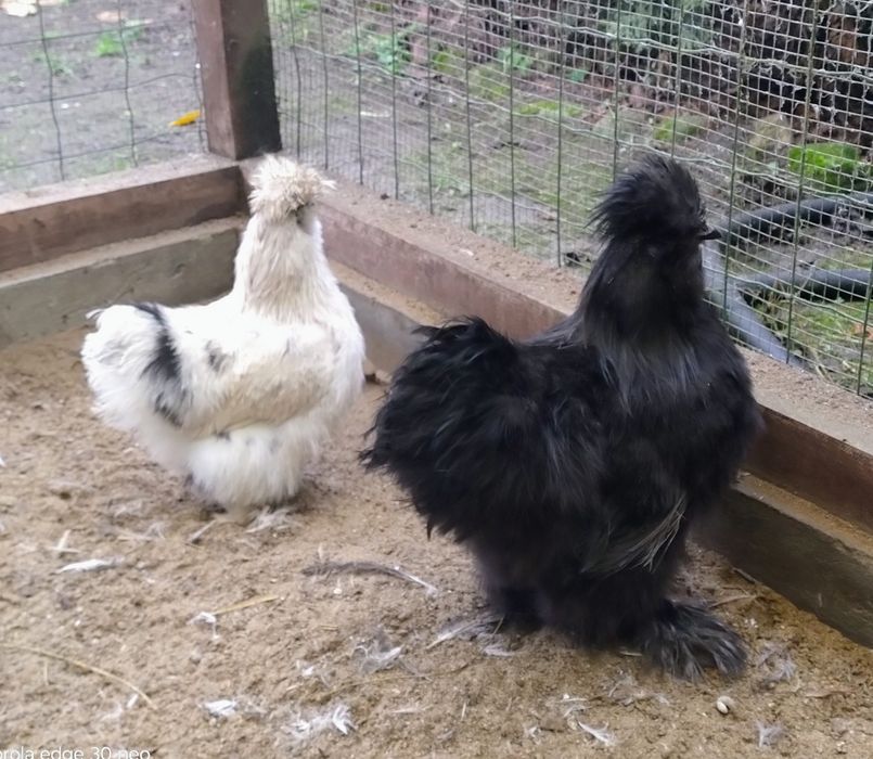 Silki - para z lipca