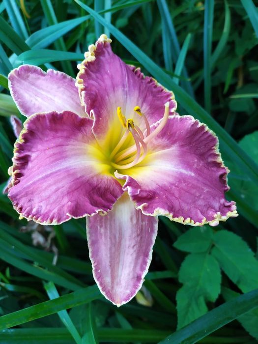 Лілейники , різні