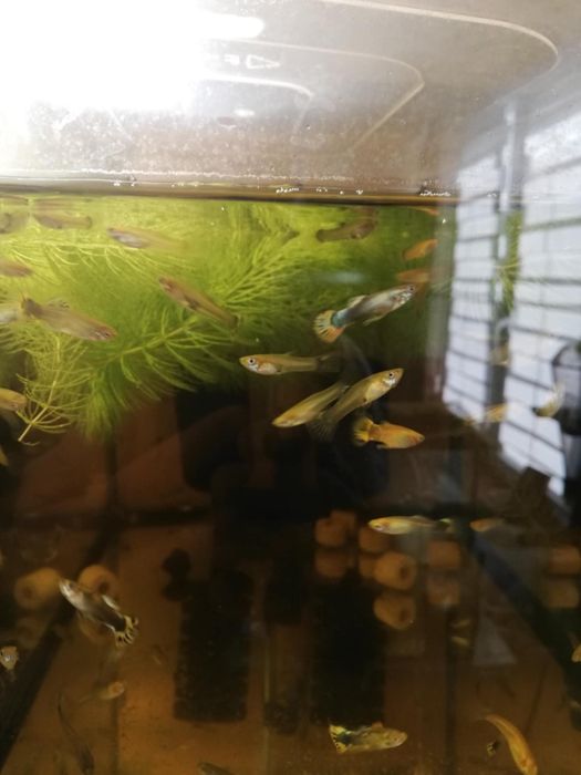 Rybki akwariowe Gupik