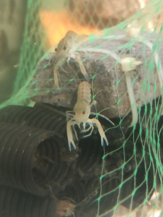 Раки австралійські