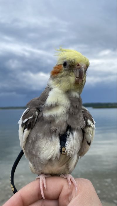 Papugi nimfy, ręcznie karmione, super oswojone