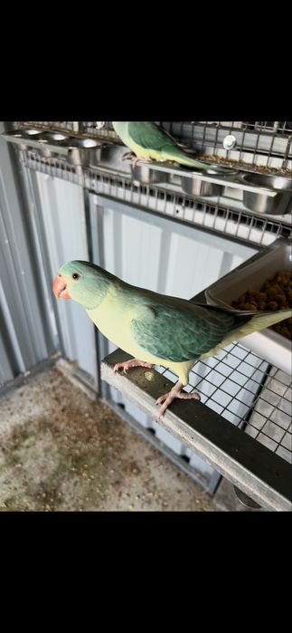 Rring necks 2026.