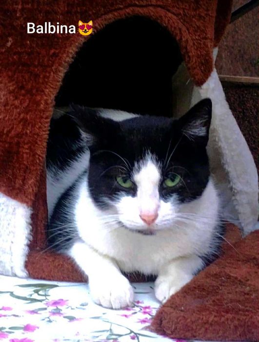 Balbinka szuka  domku