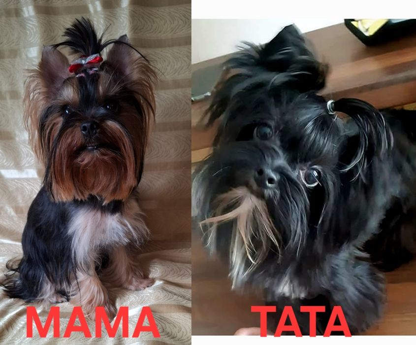 Yorkshire Terrier Black CUKIERECZKI Suczki