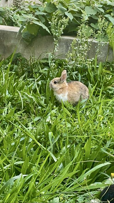 Coelho anão varias cores