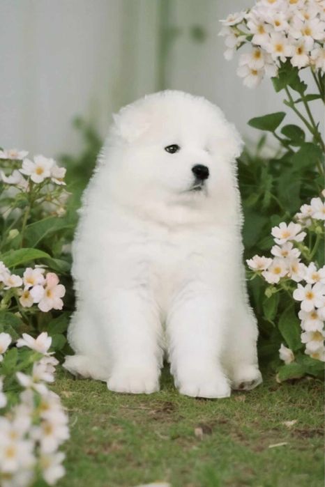 Samoyed zkwp fci samiec samojed