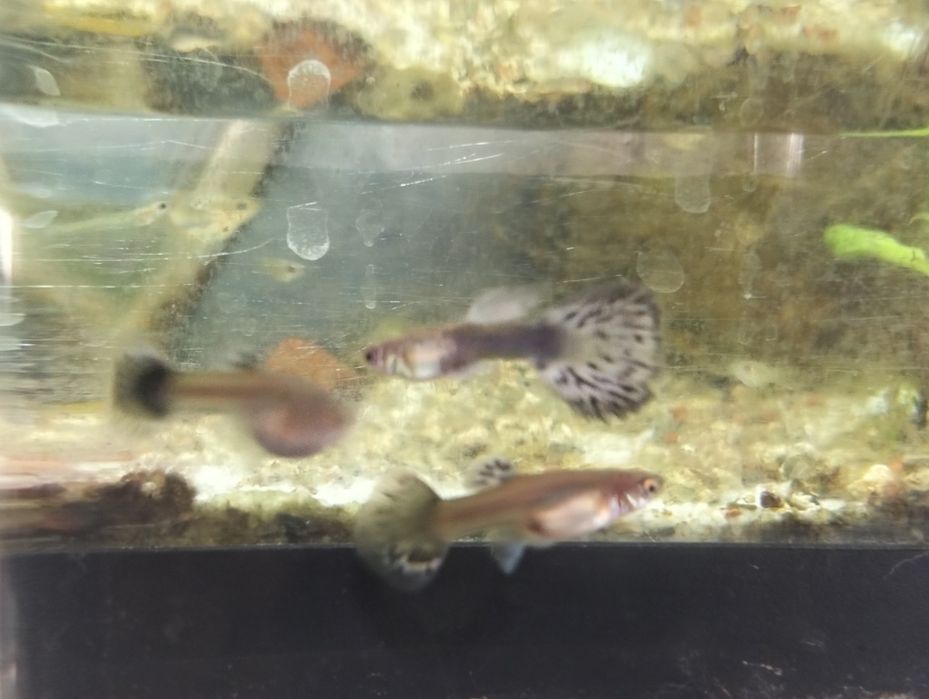Gupoys purple dragon colour esrs, própria criação,trio 10€