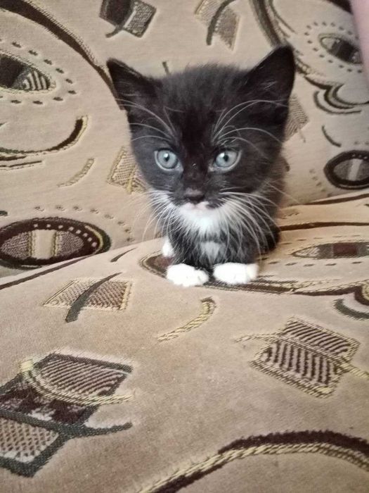 Віддам маленьких кошенят
