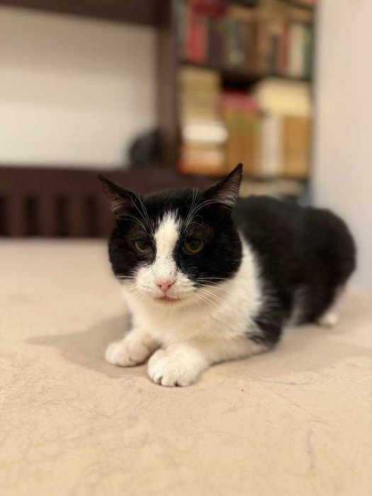 надзвичайно ніжний котик, кіт евакуйований з зони бойових дій