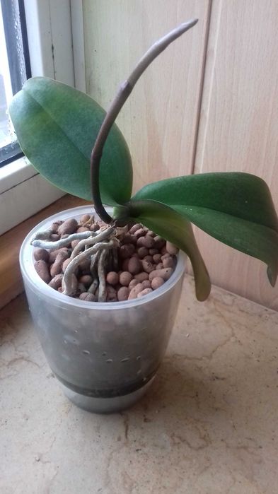 Орхідея з квітконосом