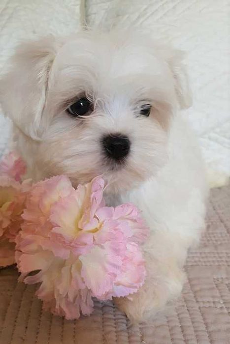 Maltańczyk *Mini* Piesek Metryka, Chip.