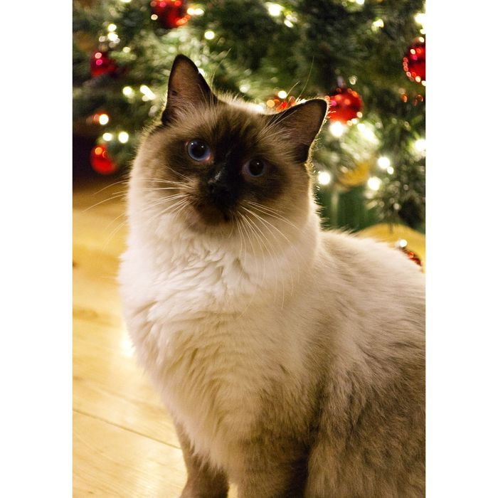 Ogromy kocurek Ragdoll - Fife/FPL