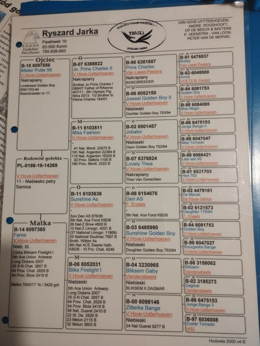 Samica rozpłodowa oryginał Ryszard Jarka