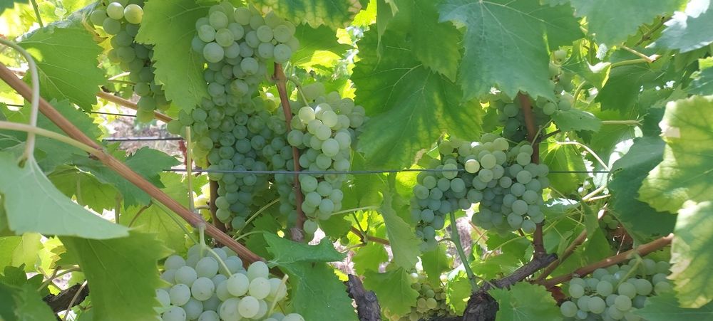 Uvas para vinho verde -Amarante