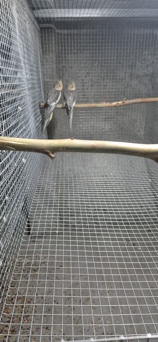 Vendo 2 caturras (calopsitas) selvagens – 25€ (Coimbra)